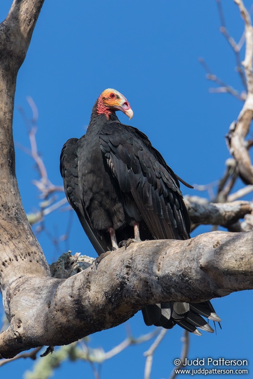 Lesser Yellow-headed Vulture, Crooked Tree, Belize